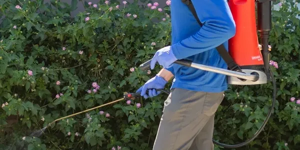 spraying exterior of home for pests