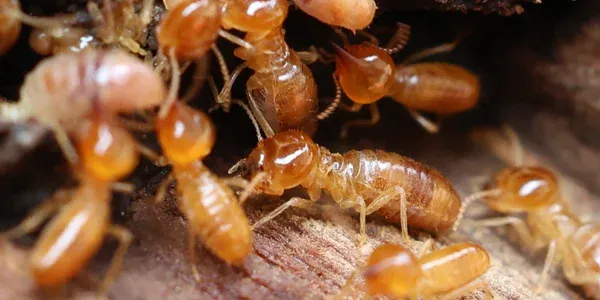 termites